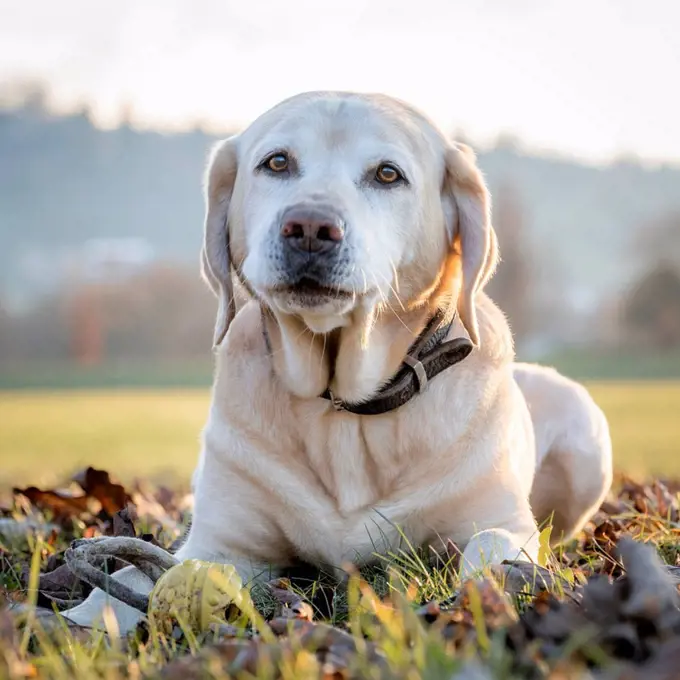 Dog relaxing on grass in meadow