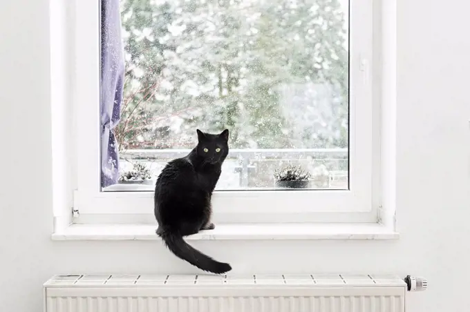 Black cat sitting on window sill