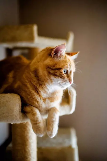 Portrait of brown cat relaxing on scratching post