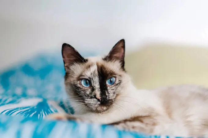 Portrait of domestic cat with blue eyes