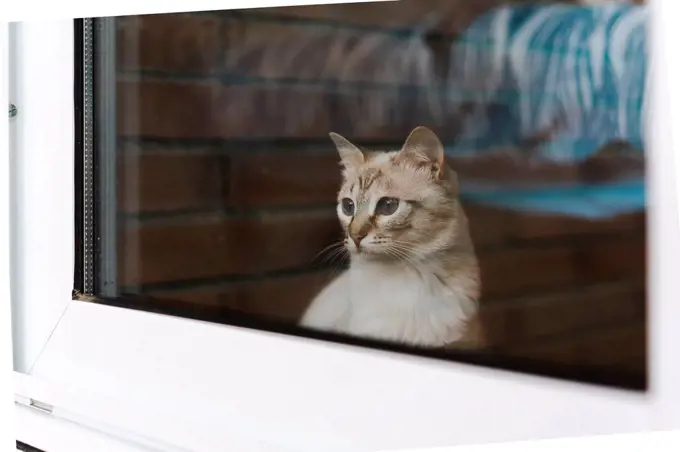 Domestic cat looking through window