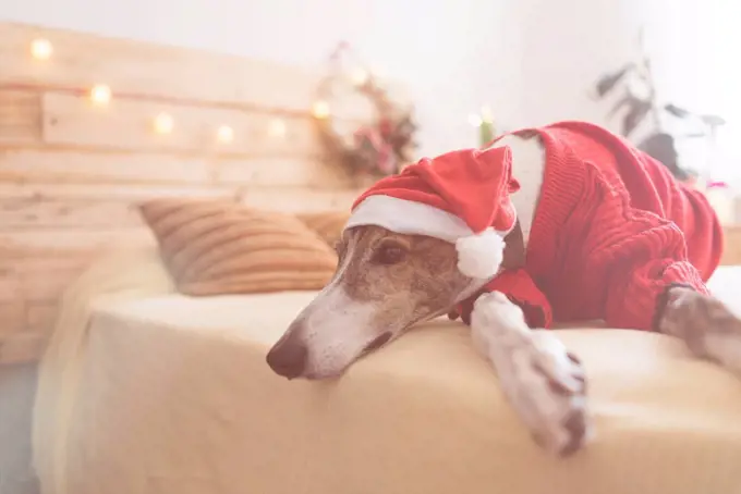 Greyhound lying on bed wearing red pullover and Santa hat