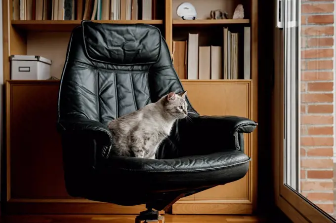 Cat looking through window while sitting on chair at home