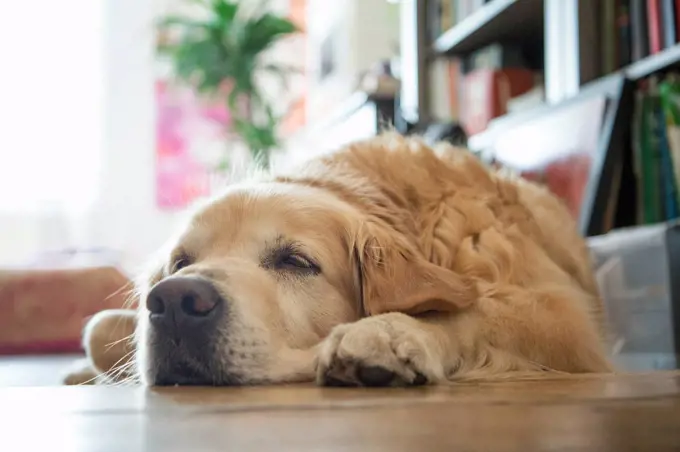 Tired golden retriever lying on parquet floor at home