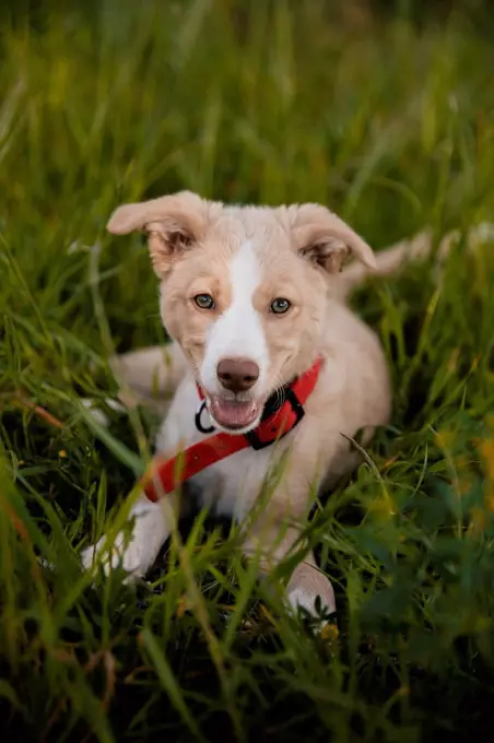 Dog lying in grass