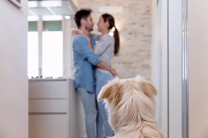 Dog looking at owner couple embracing in the kitchen