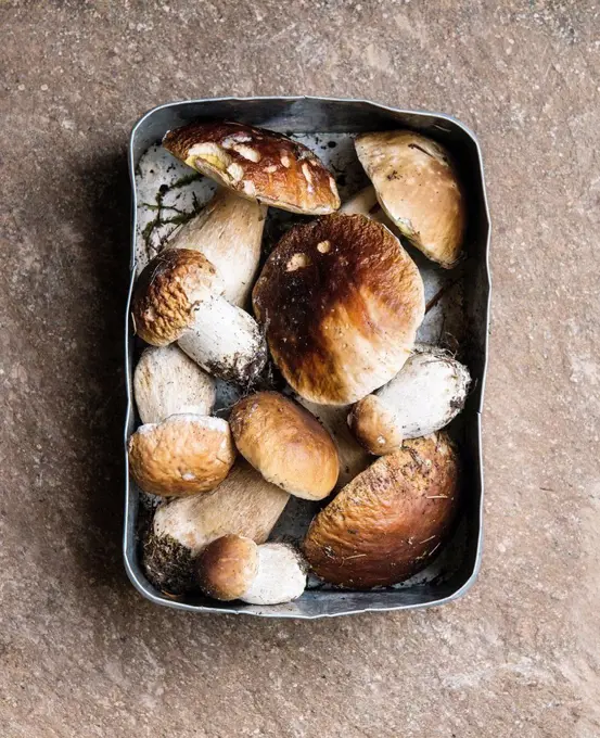 Lunch box of freshly dug porcini mushrooms