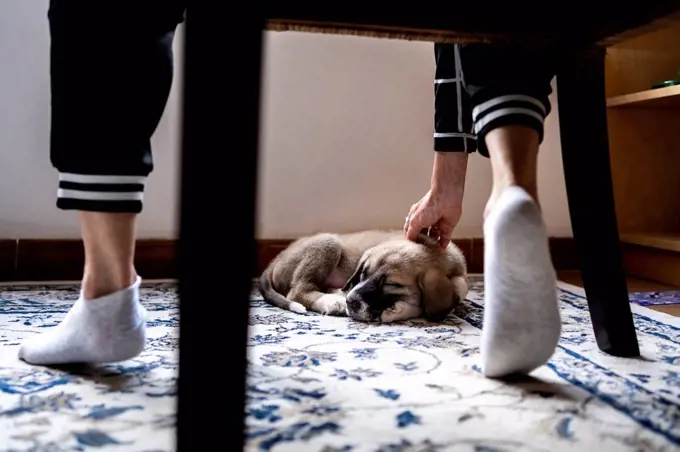 Woman stroking puppy sleeping on carpet at home