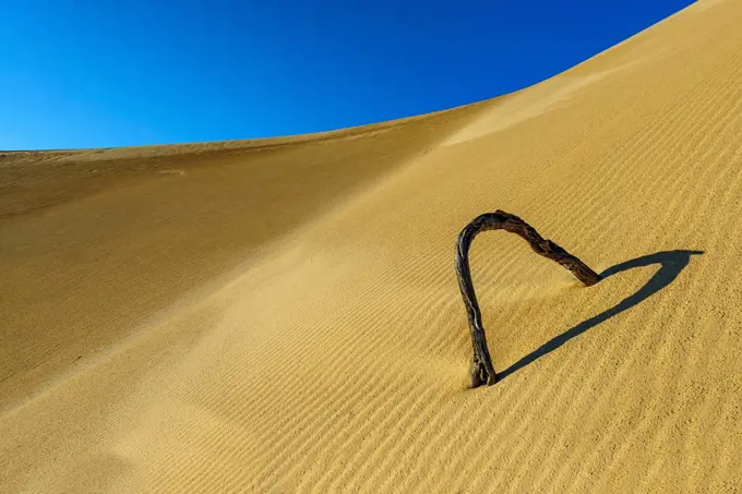 Rippled dune in Lincoln National Park