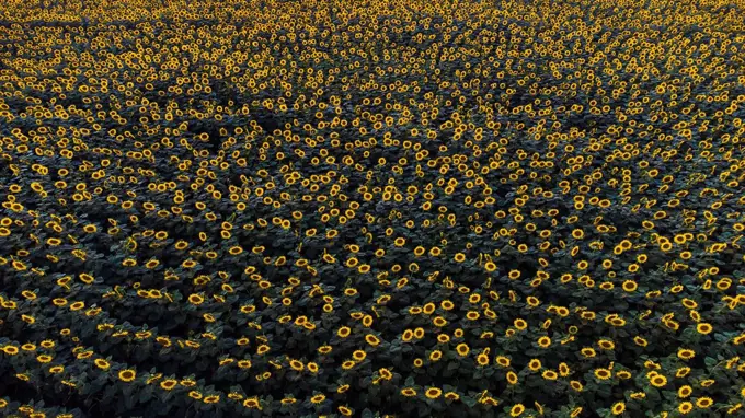 Drone view of vast sunflower field in summer