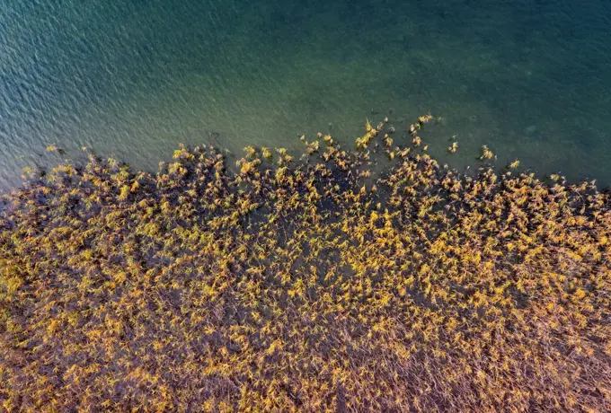 Drone view of reed belt stretching along shore of Irrsee lake in autumn