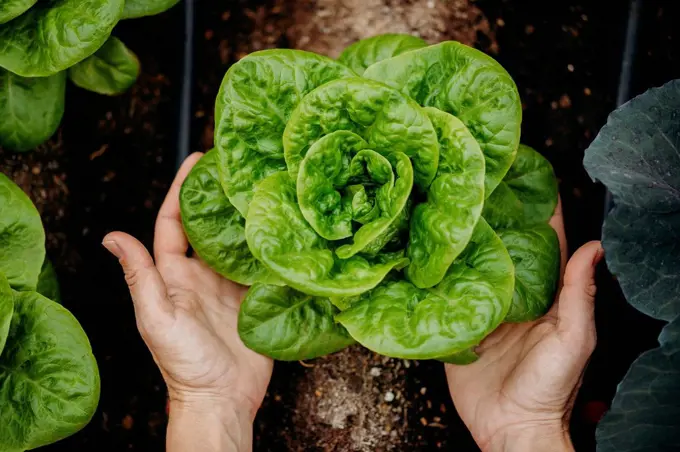 Woman holding fresh lettuce plants at courtyard garden