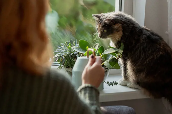 Woman watering house plants at the window with cat sitting on windowsill