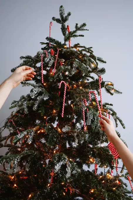 Hands of girl and man hanging candy canes on Christmas tree at home