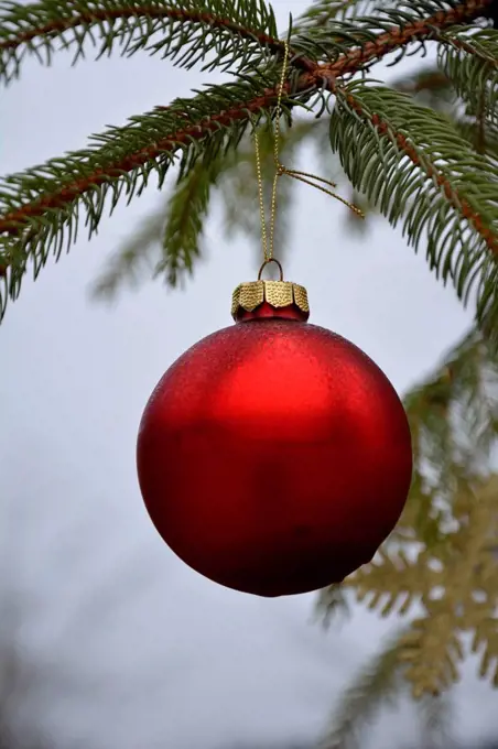 Red christmas bauble hanging on fir branch