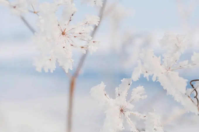 Detail of frozen plant