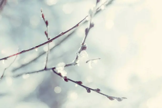 Twigs of pussy willows at back light, close-up