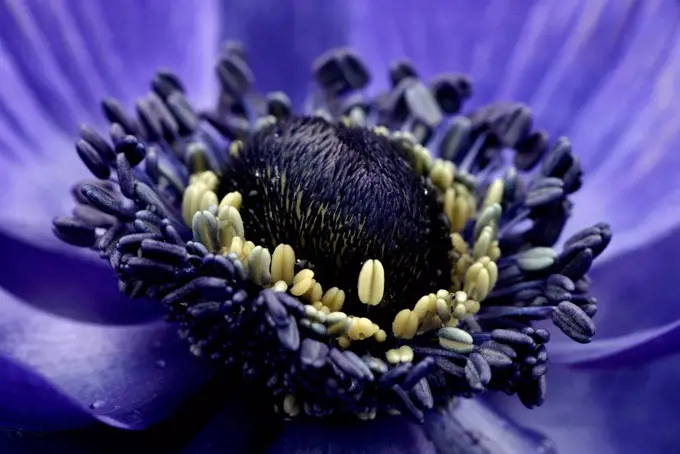 Detail of violet anemone