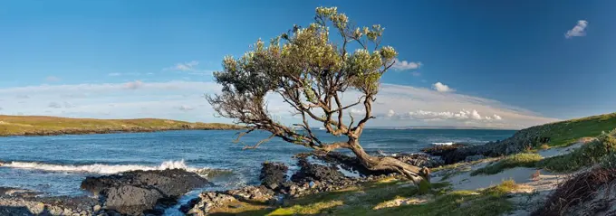 New Zealand, Chatham Island, Windbent tree at Ohira bay