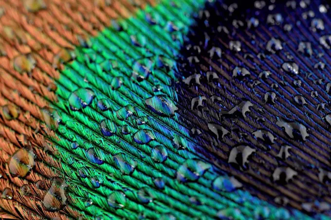 Water drops on peacock's feather, close-up