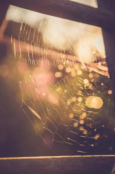 Cobweb at evening twilight