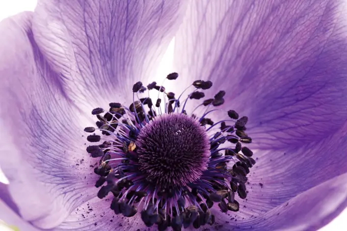 Anemone, Anemone coronaria