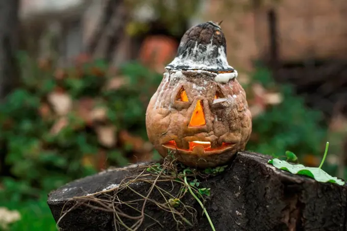 Halloween pumpkin in garden