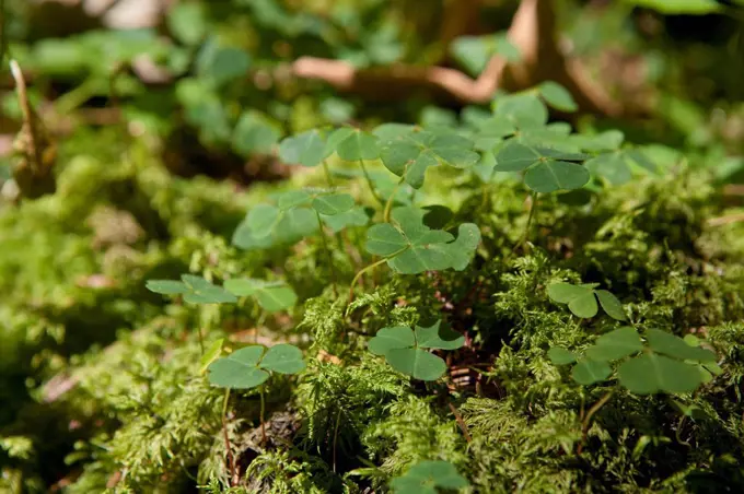 Germany, Bavaria, View of clover leaves