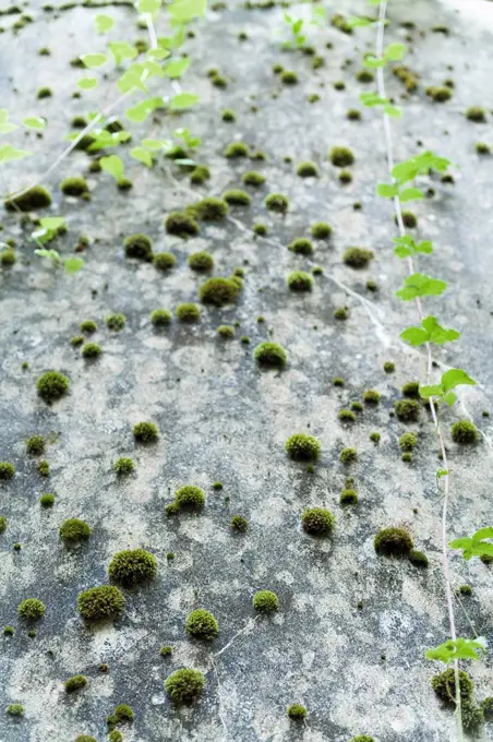 Germany, Moss on concrete wall