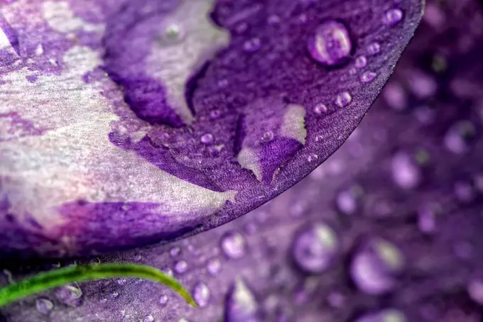 Waterdrops on petal of lisianthus flower, Eustoma