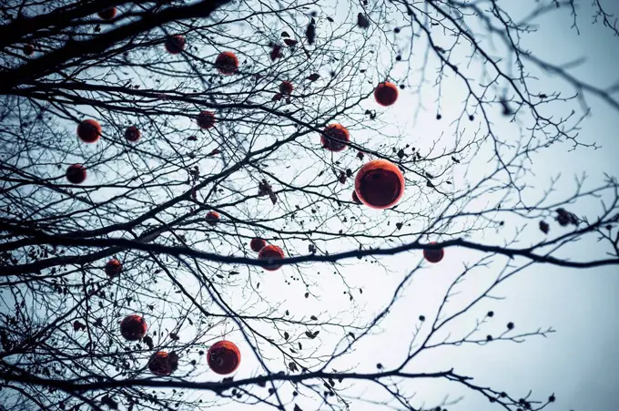 Germany, Bavaria, Ramsau, Vhristmas baubles in tree