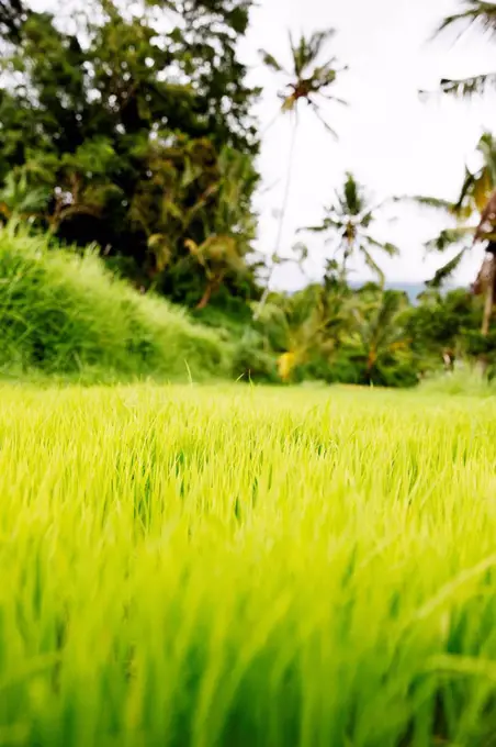 Indonesia, Bali, Green rice seedlings in ricefield