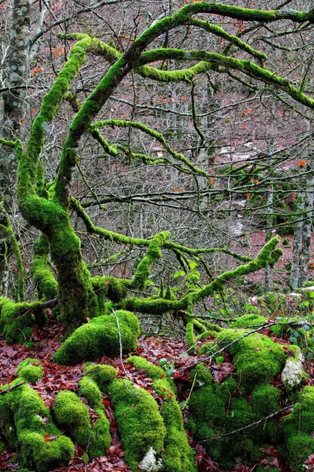 Spain, Urbasa-Andia Natural Park, Moss grown trees