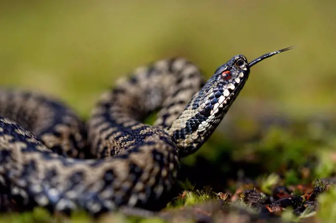 England, European adder, Vipera berus