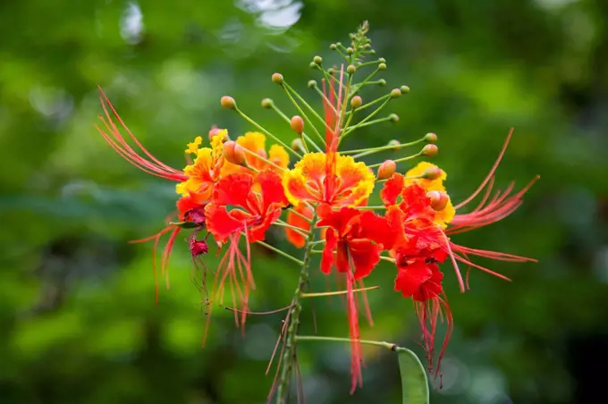 Brazil, View of peacock flowers