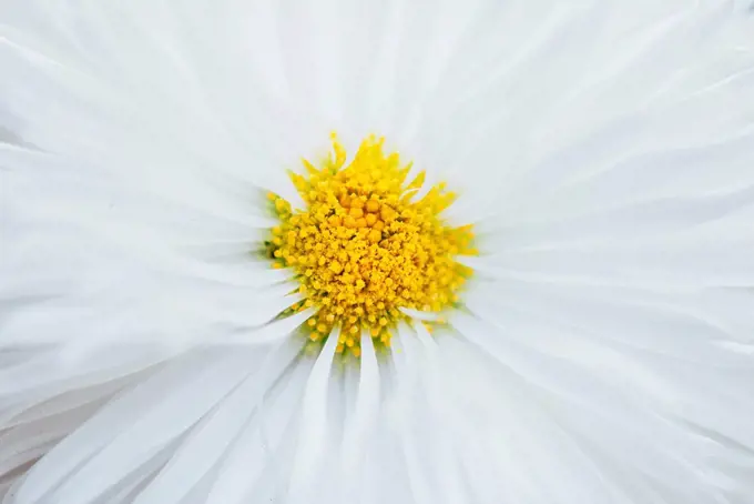 Detail of a Osteospermum flower