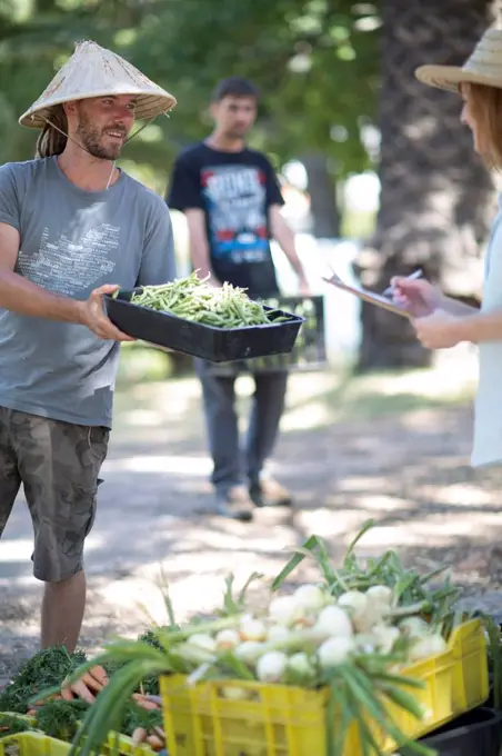 Gardener showing box of green beans