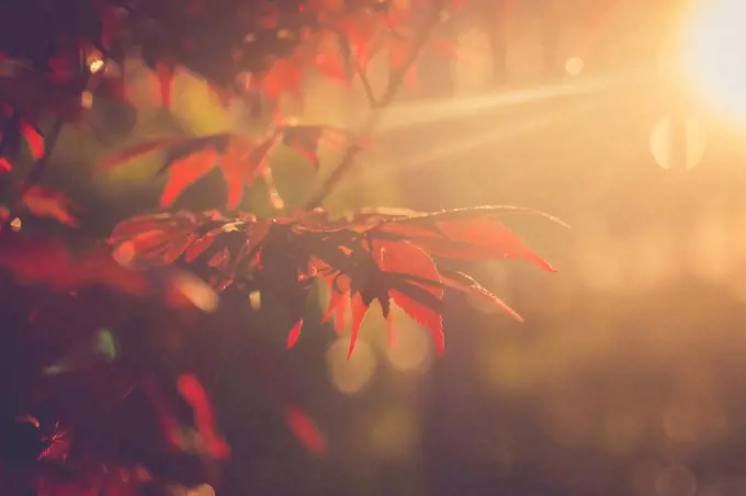 Red maple leaves at evening sunlight