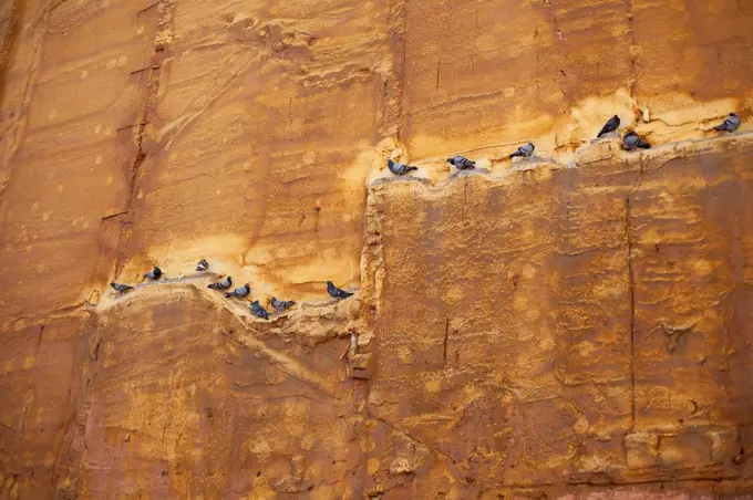 Spain, Barcelona, pigeons perching at rock face