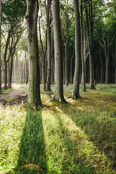 Germany, Nienhagen, Gespensterwald