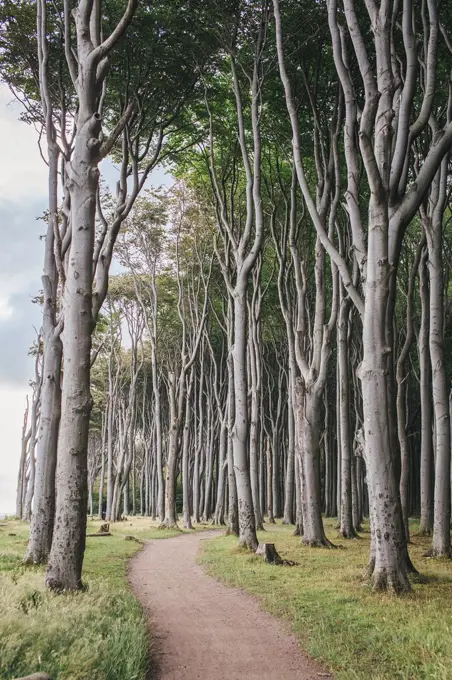 Germany, Nienhagen, foot path through Gespensterwald