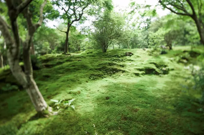 Japan, Arashiyama, Japanese garden