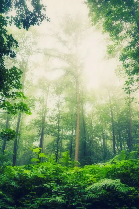 Forest glade against the sun