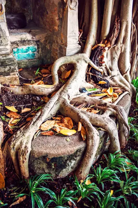 Big roots of a tree