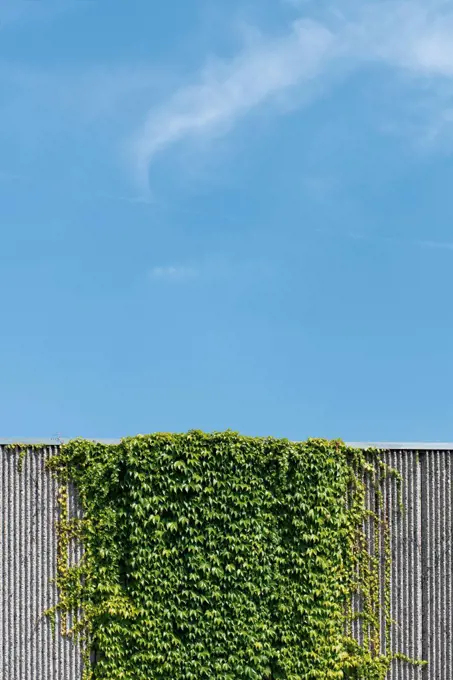 Creeping plant growing at concrete wall in front of blue sky