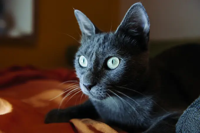 Russian blue lying on bed at night