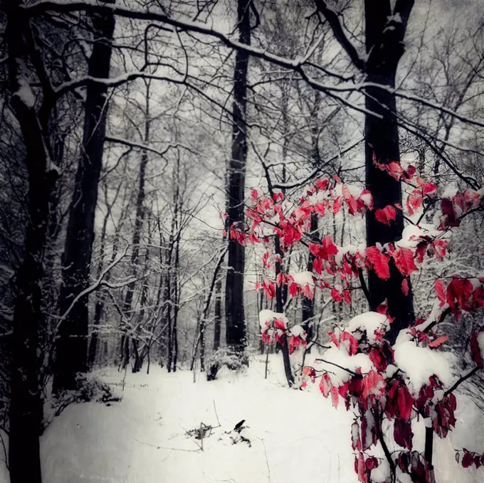 Snow-covered forest with last leaves