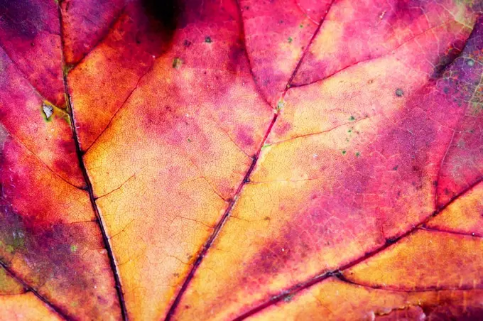 Autumnal maple leaf, close-up