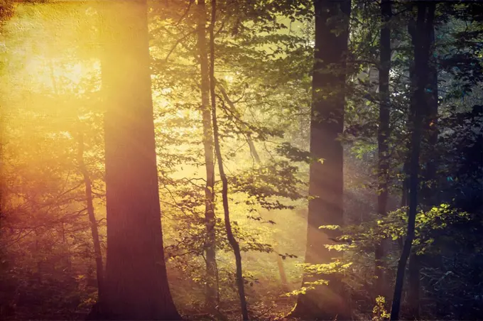 Deciduous forest and morning sun in autumn