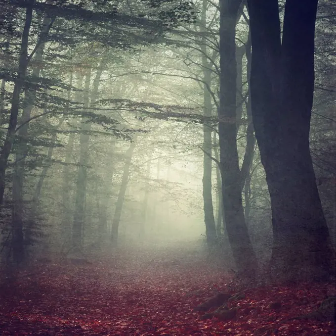 Forest path in the morning mist